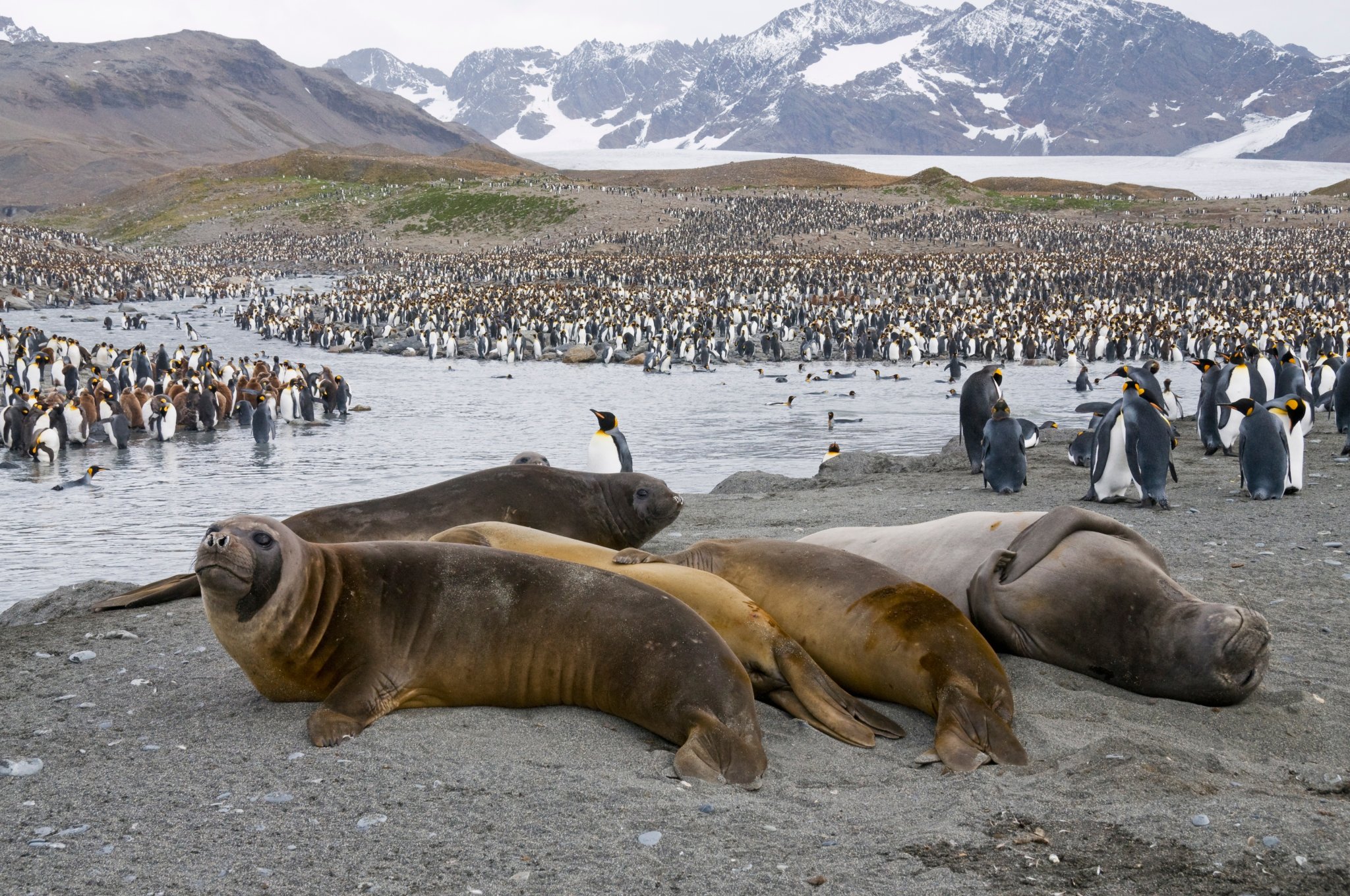 Drei Welten, eine Reise: die große Antarktis-Expedition mit Falkland und Südgeorgien